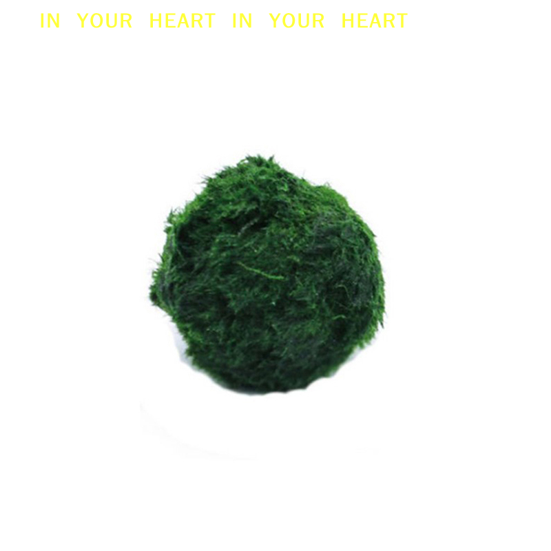 【X】3-4cm Marimo Moss Balls Liv - Planted Aquarium Algae 评论和价格