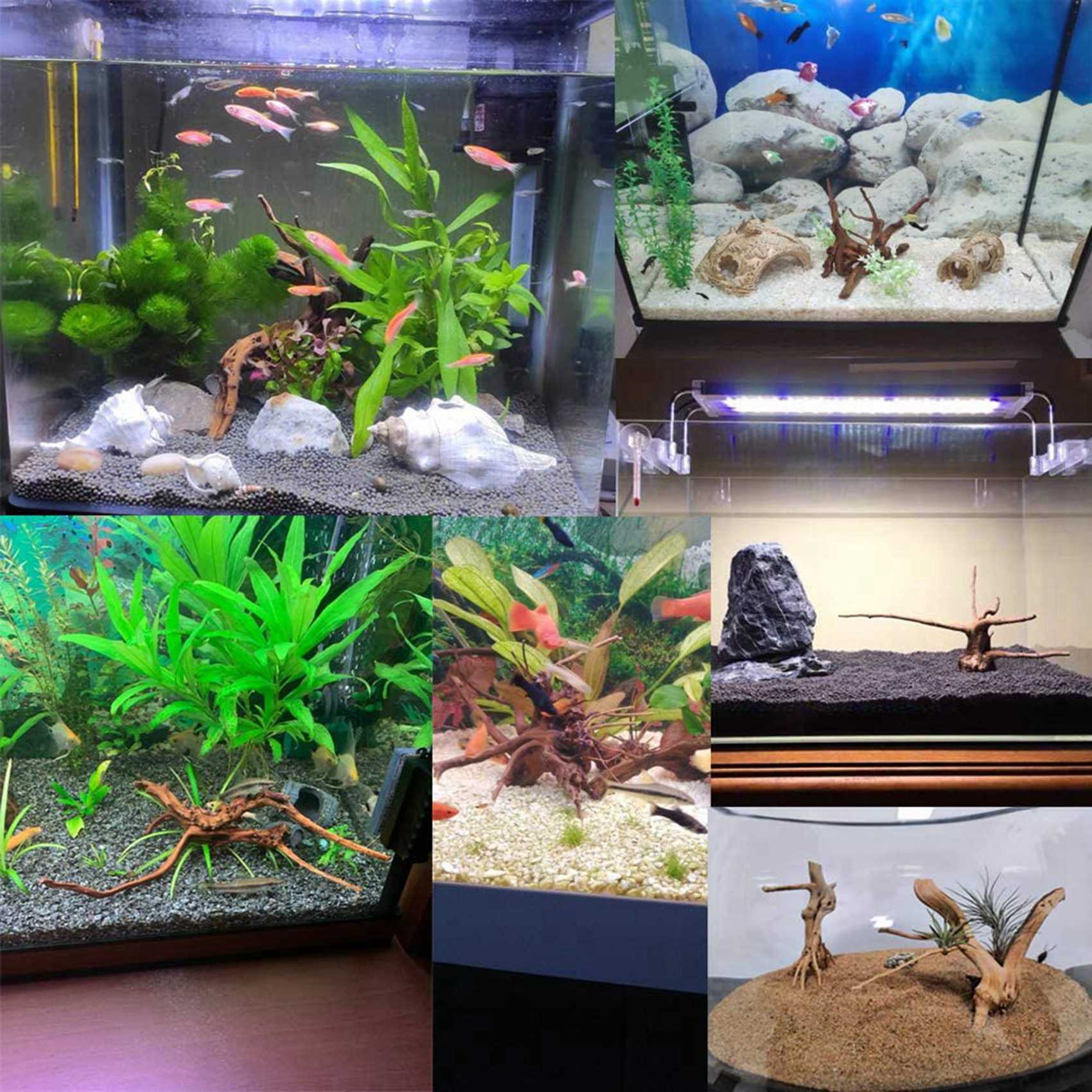 Hot Sale-Mini Driftwood For Aq - Aquarium Plant Root Tabs 评论和价格