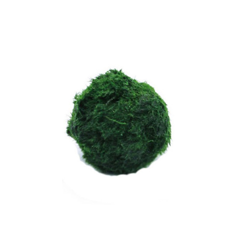 Marimo Moss Balls Live Aquariu - Planted Aquarium Algae 评论和价格