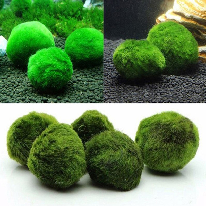 Marimo Moss Balls Live Aquariu - Planted Aquarium Algae 评论和价格