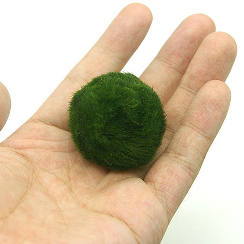 Marimo Moss Balls Live Aquariu - Planted Aquarium Algae 评论和价格