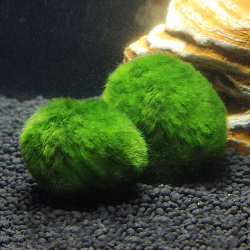 Marimo Moss Balls Live Aquariu - Planted Aquarium Algae 评论和价格