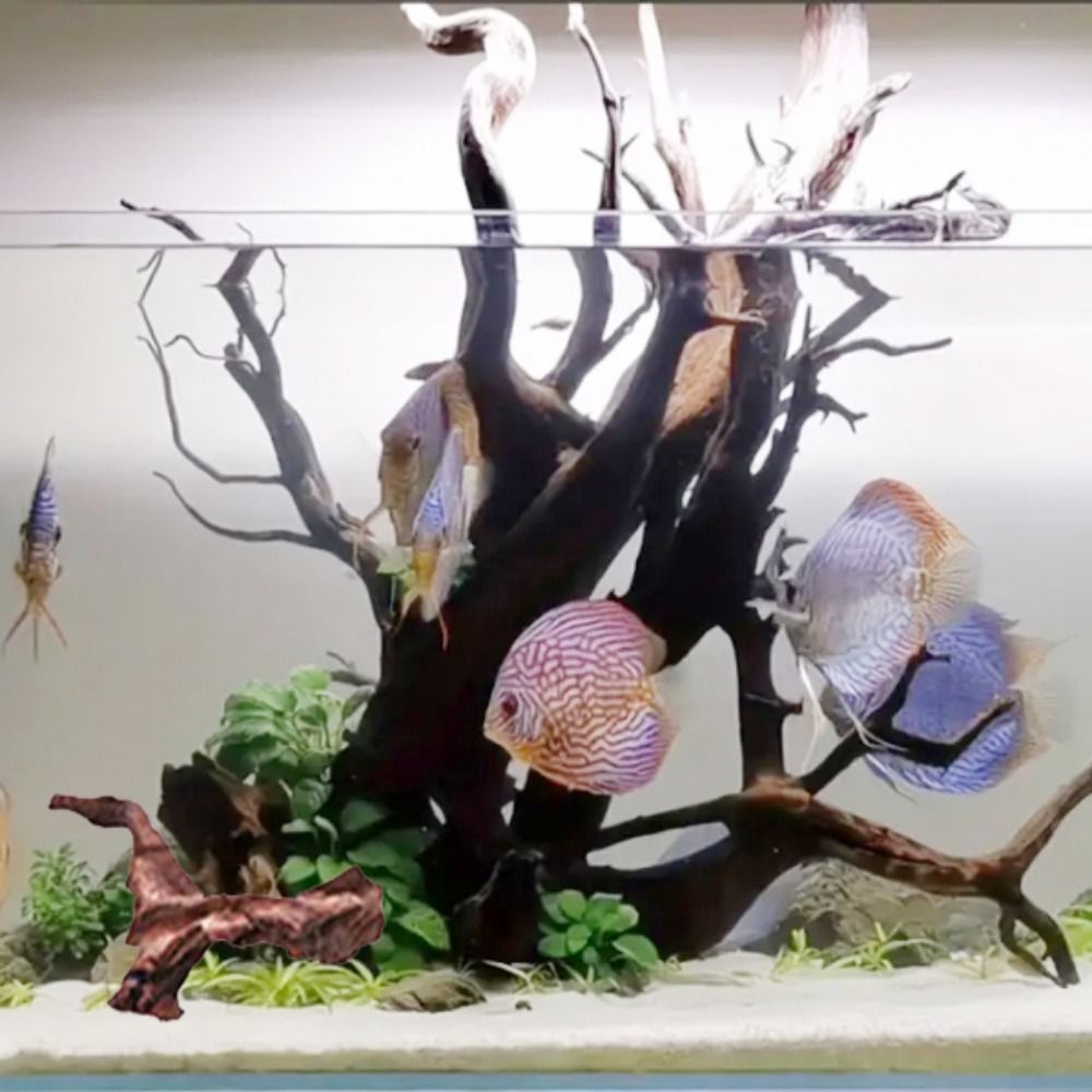 Creative Irregular Shape Coral - Aquarium Plant Root Tabs 评论和价格