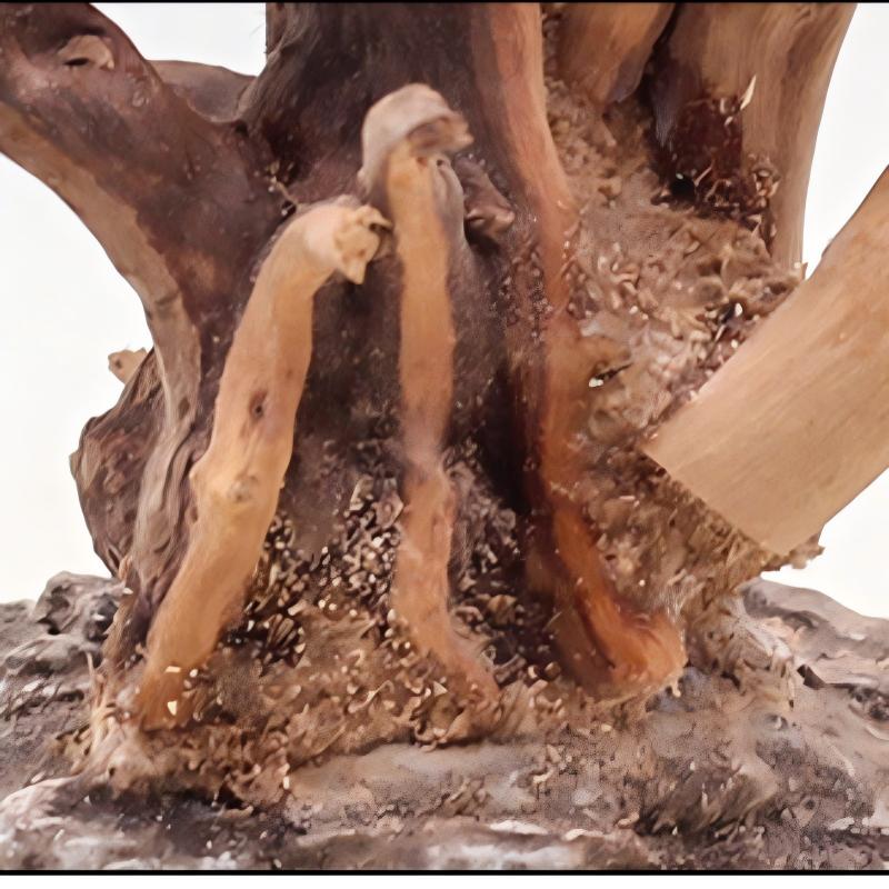 1PC Aquarium Landscaping Wood  - Aquarium Plant Root Tabs 评论和价格