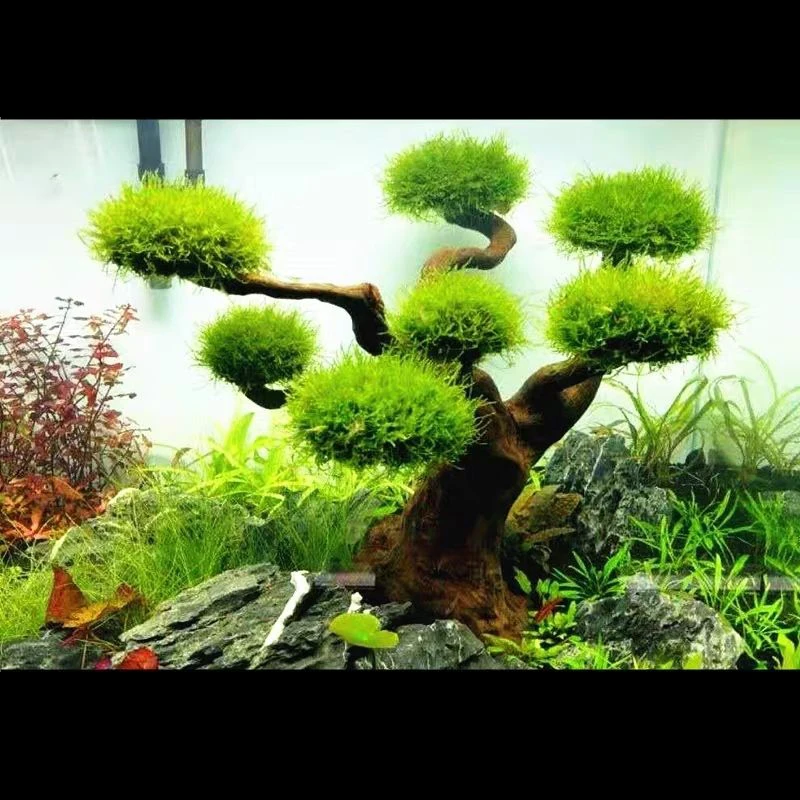 Aquarium Driftwood Landscaping - Aquarium Plant Root Tabs 评论和价格