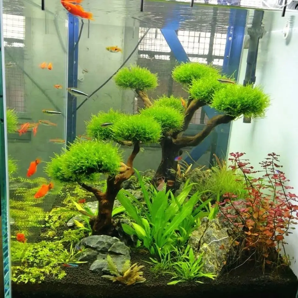 Aquarium Driftwood Landscaping - Aquarium Plant Root Tabs 评论和价格