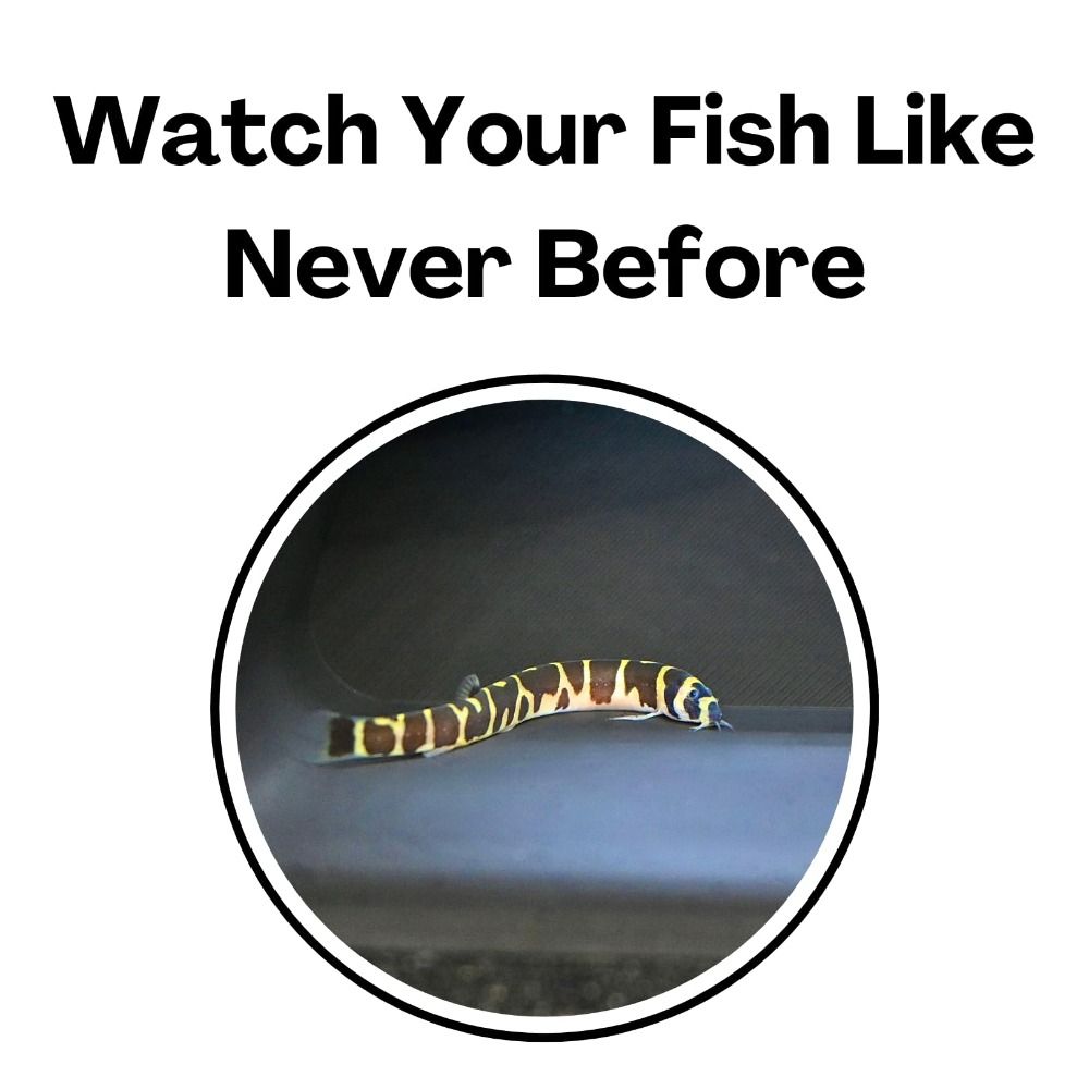 Multifunctional Aquarium Under - Aquarium Plant Root Tabs 评论和价格